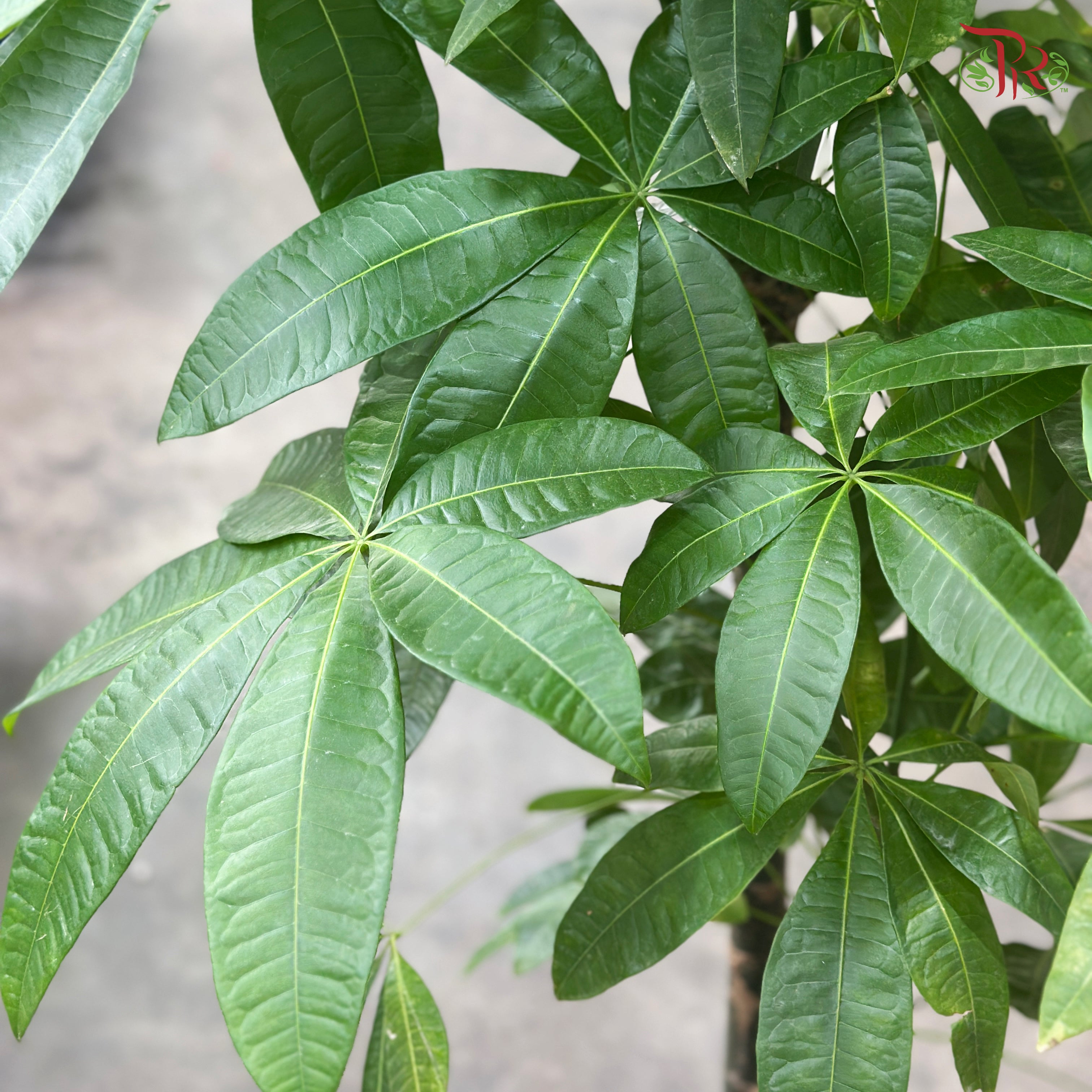 Pachira Multi 5’OH《发财树》