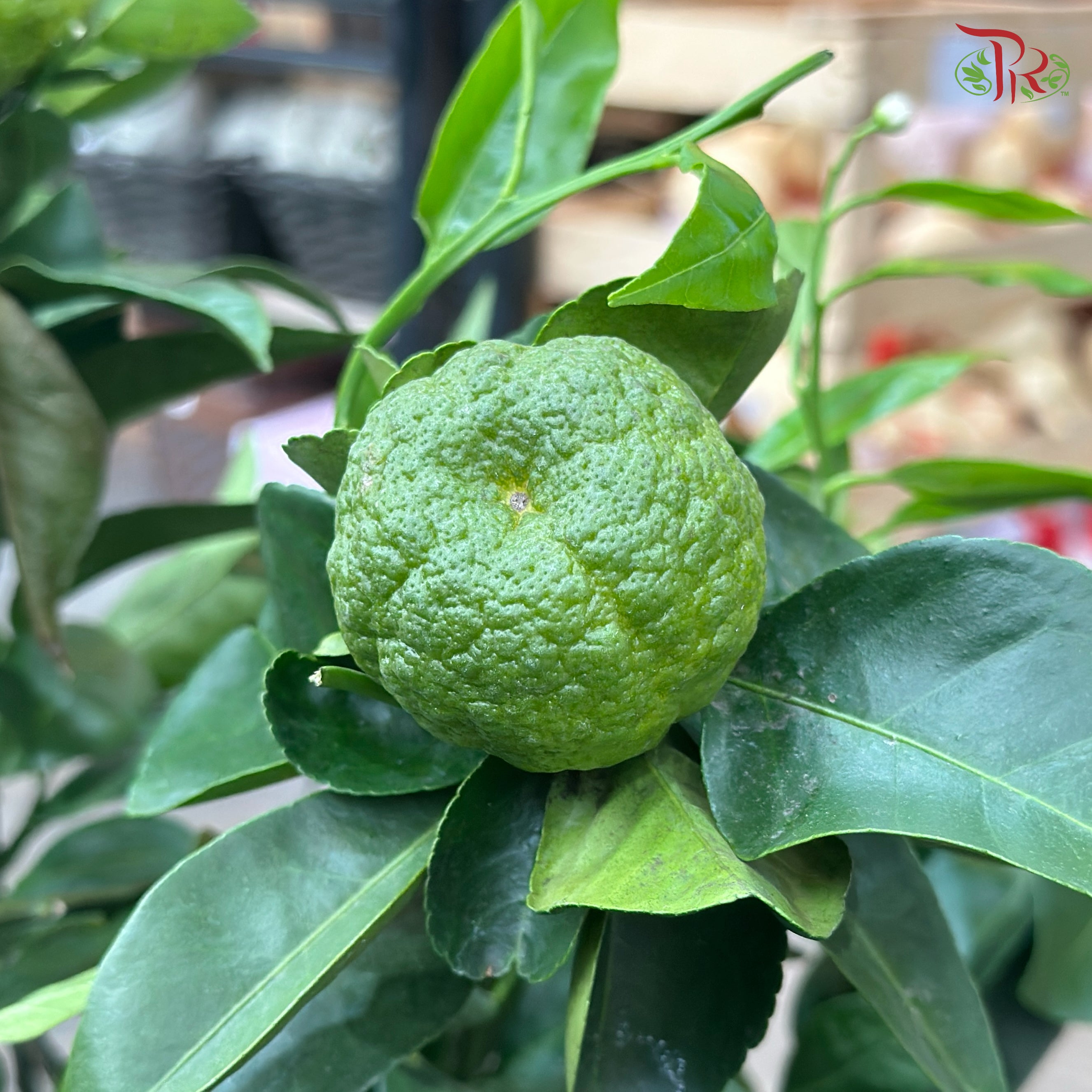 Citrus Microcarpa 210 - 70cm《金橘》