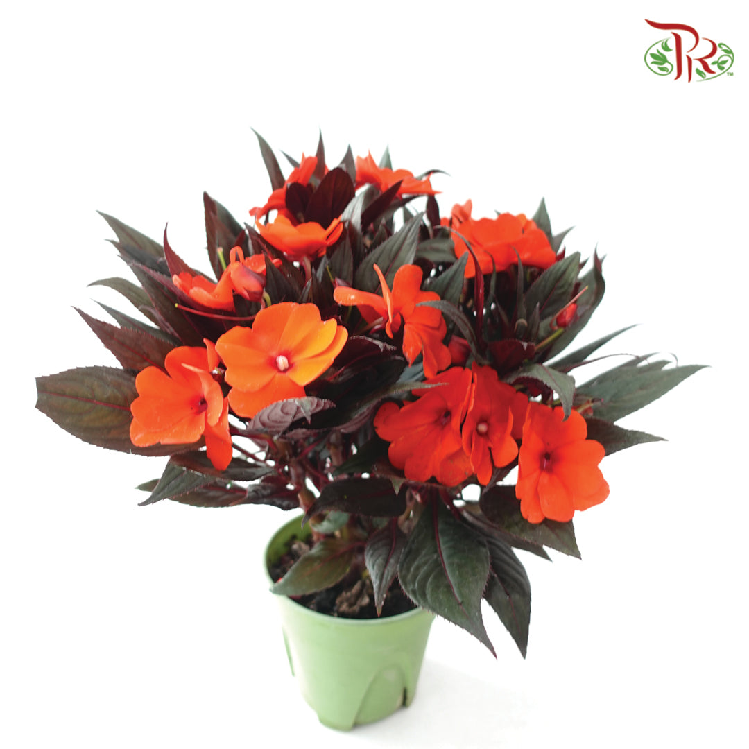 Impatiens P150凤仙花 F02 (Random Choose Colour)