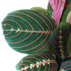 Marantha Leuconeura P150《红脉豹纹竹芋》