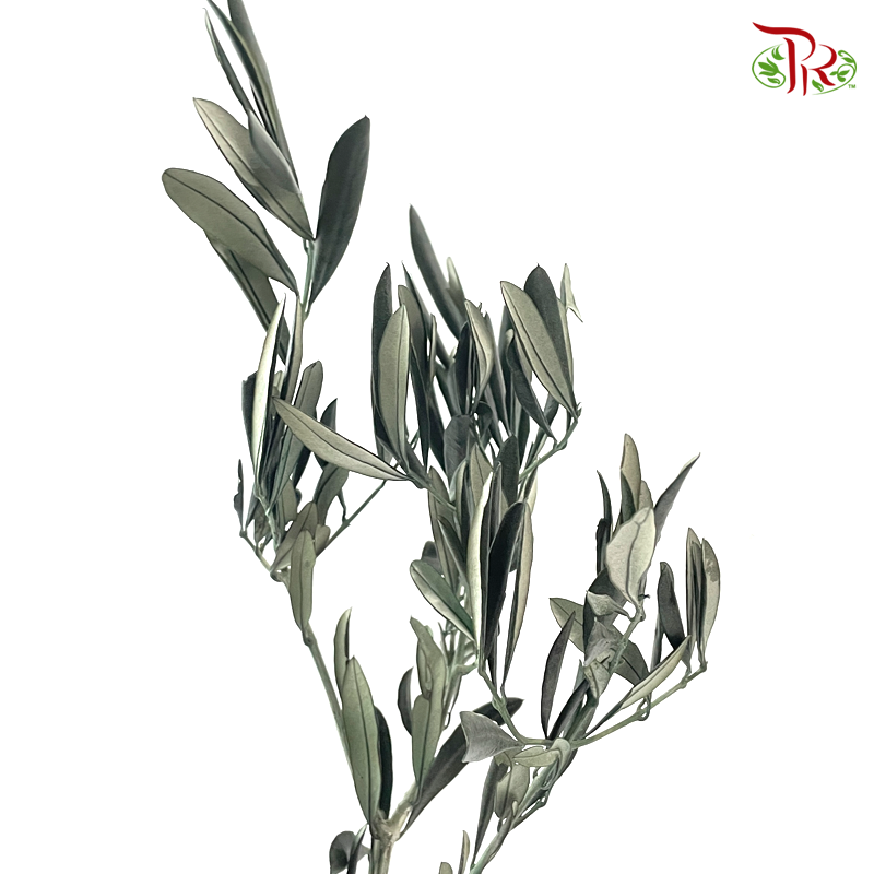 Eucalyptus Exotica Preservative - Dark Green (Per Bunch)