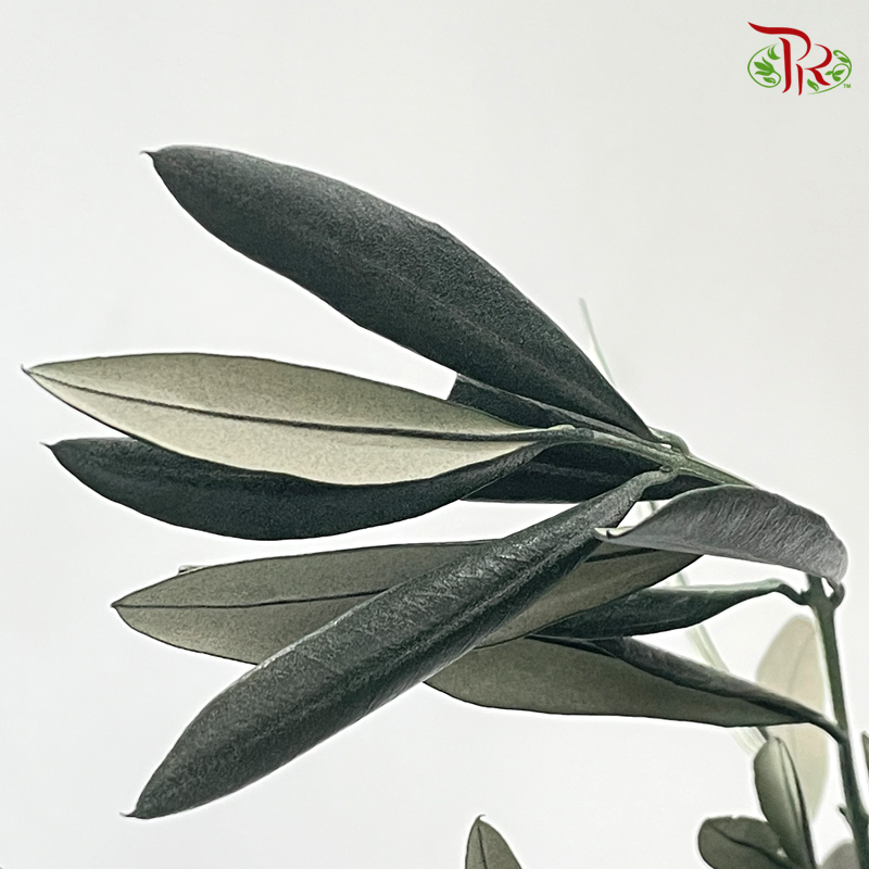 Eucalyptus Exotica Preservative - Dark Green (Per Bunch)