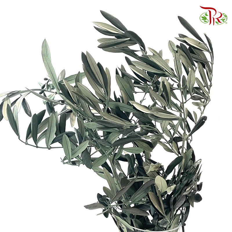 Eucalyptus Exotica Preservative - Dark Green (Per Bunch)