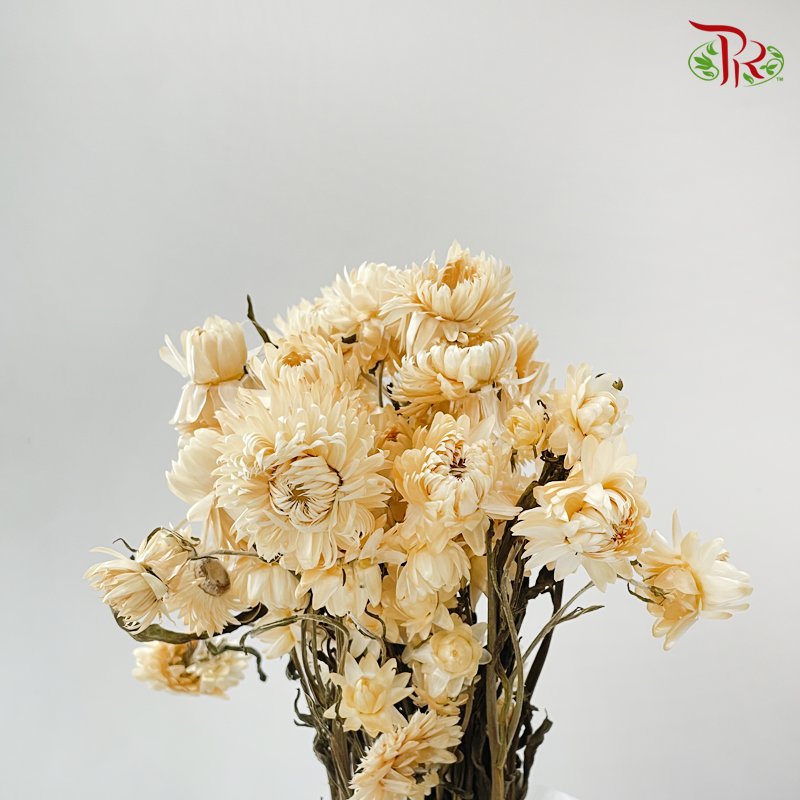 Dried Helichrysum Natural & Bleached - Cream