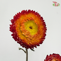Dried Helichrysum Natural & Bleached - Red
