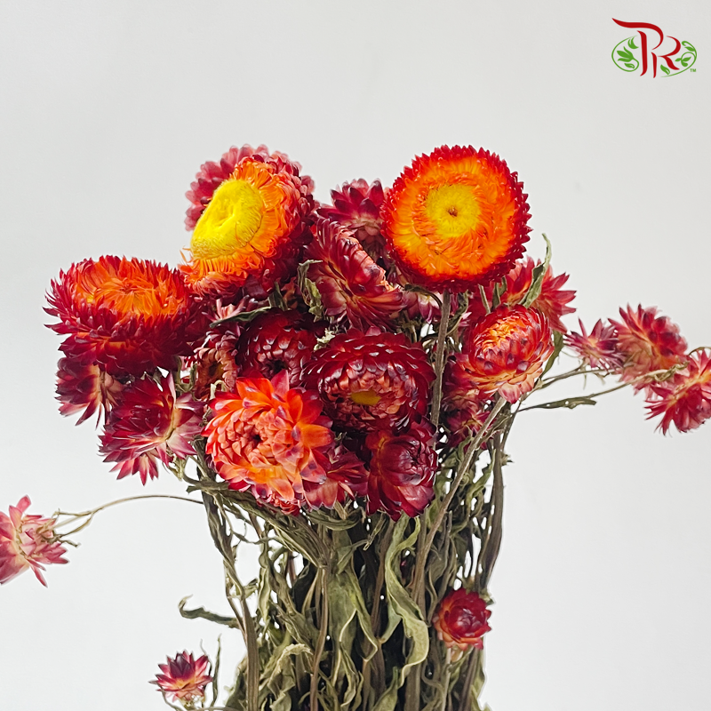 Dried Helichrysum Natural & Bleached - Red