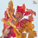 Dried Quercus - Autumn Color (Per Bunch)
