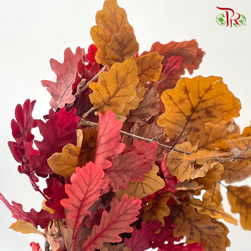 Dried Quercus - Autumn Color (Per Bunch)