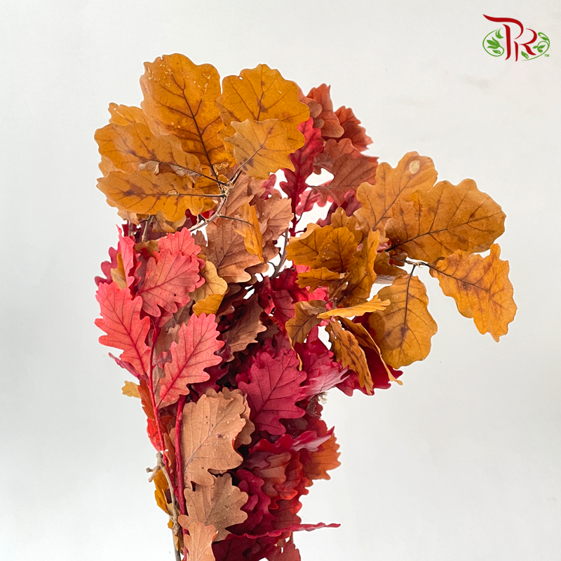 Dry Quercus - Autumn Colour (Per Bunch)