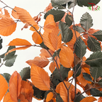 Dried Copperbeech Fagus - Orange With Dark Green (Per Bunch)