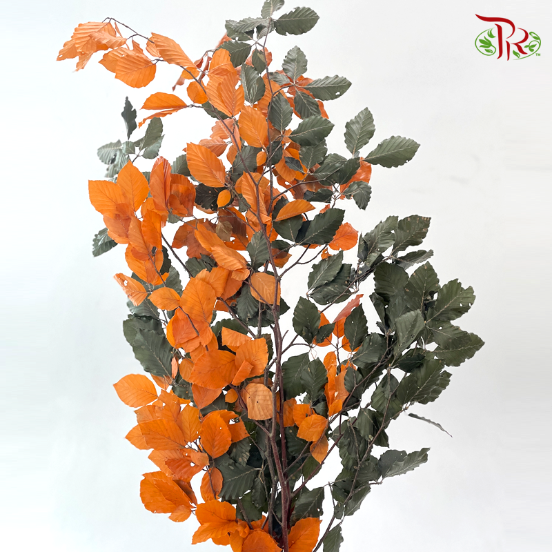 Dried Copperbeech Fagus - Orange With Dark Green (Per Bunch)