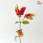 Justicia Brandegeeana Ceviche (10 stems)
