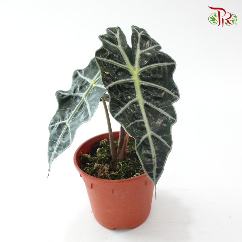 Alocasia Polly P150 J01 黑夜观音莲