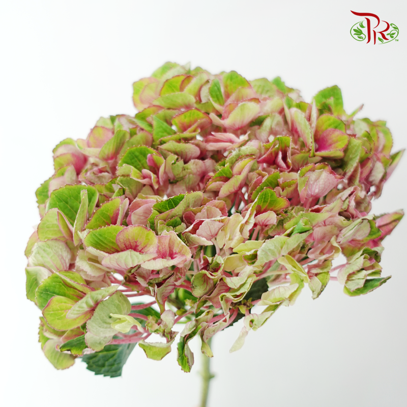 Hydrangea - Magical Charlotte (Per Stem)
