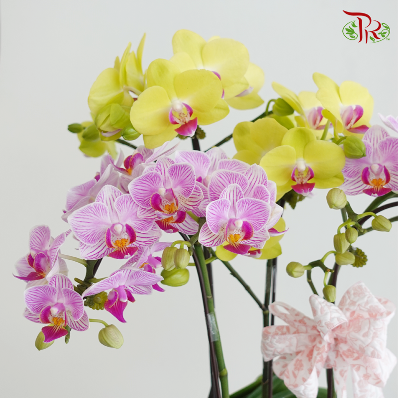 【Mum's Series】Double Love for Mom《双倍的爱献给妈妈》