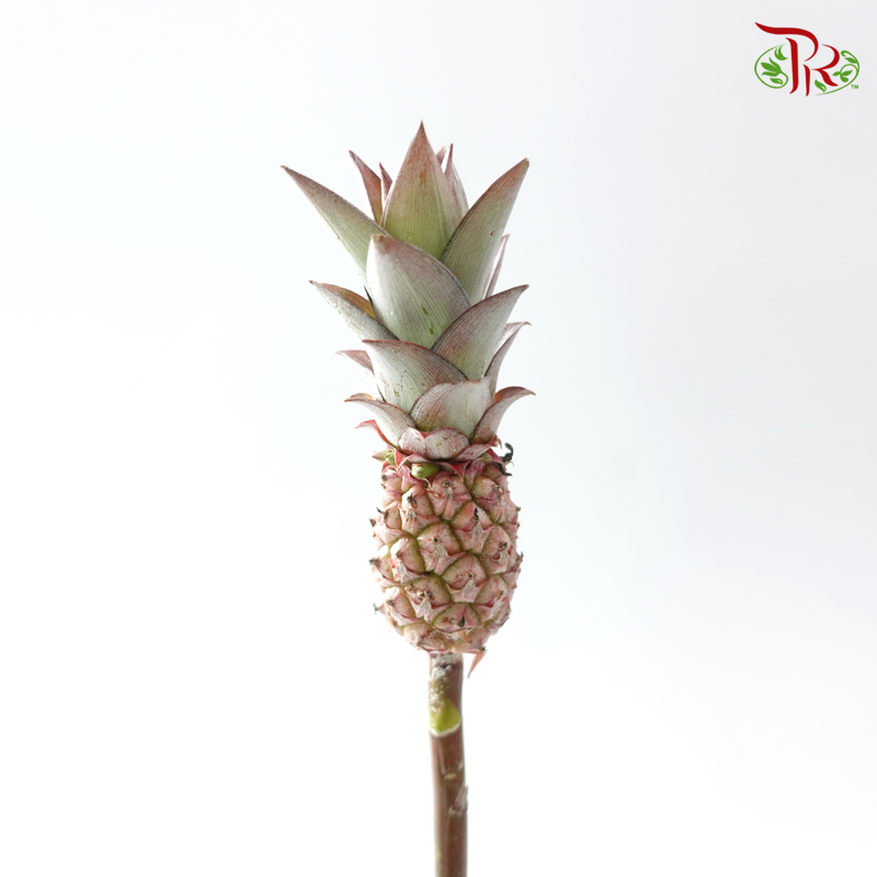 Anana Lucidus (5 Stems)