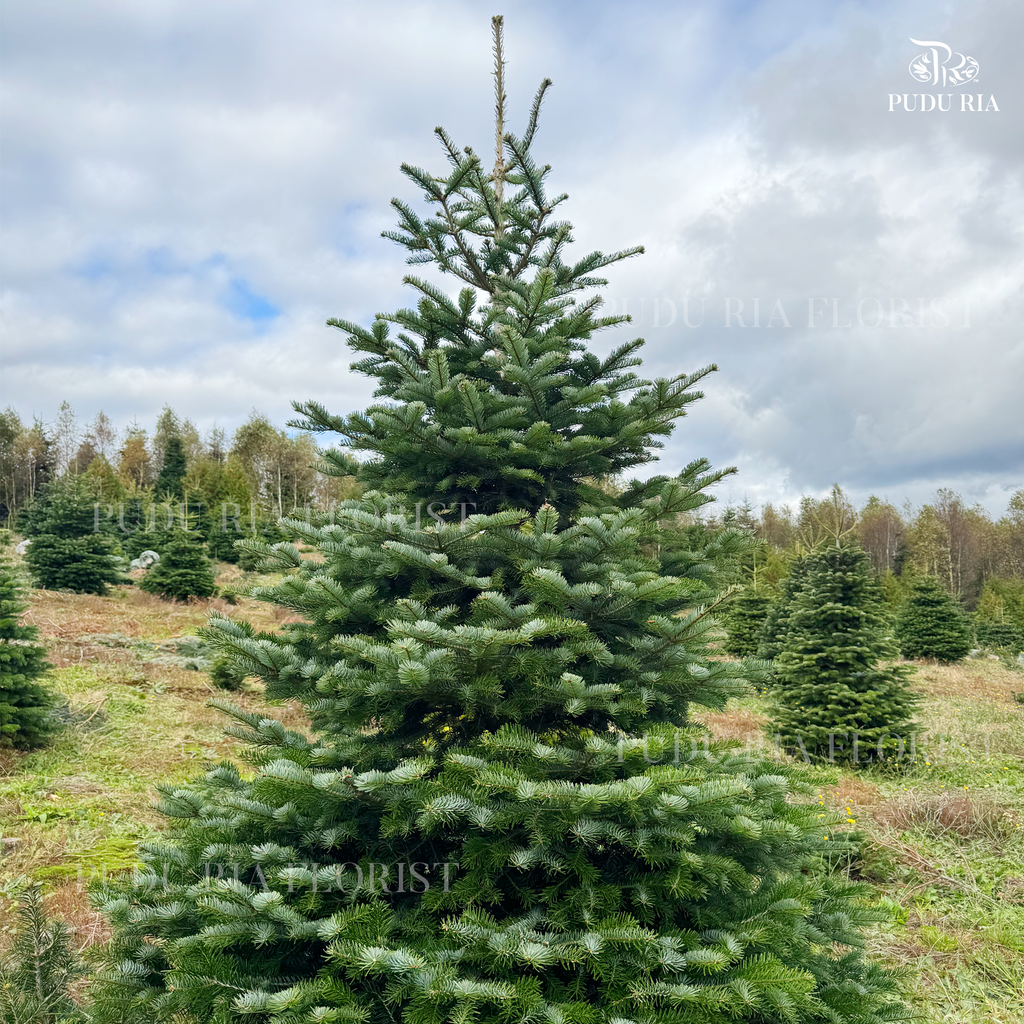 Fresh Christmas Tree