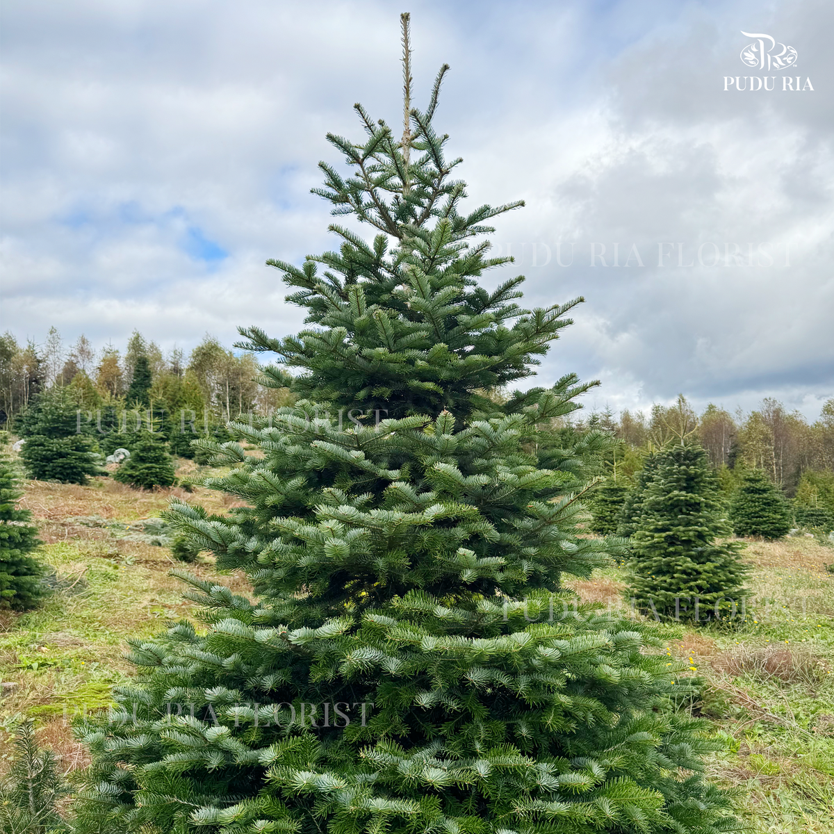 Fresh Christmas Tree