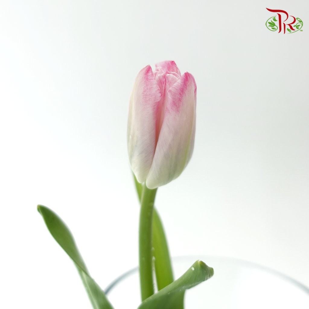 Tulip - Pink (9-10 Stems)