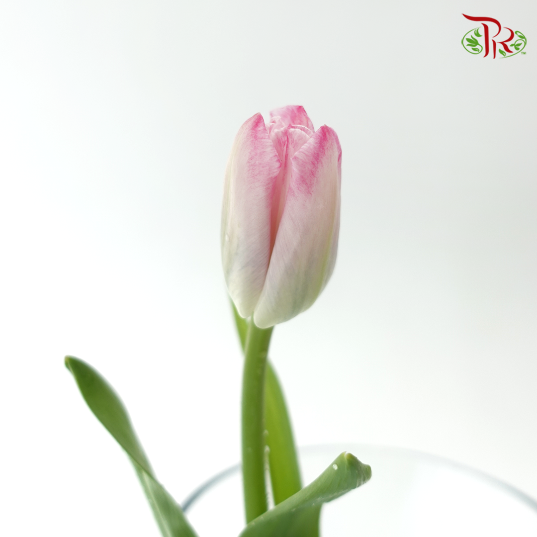 Tulip - Pink (9-10 Stems)