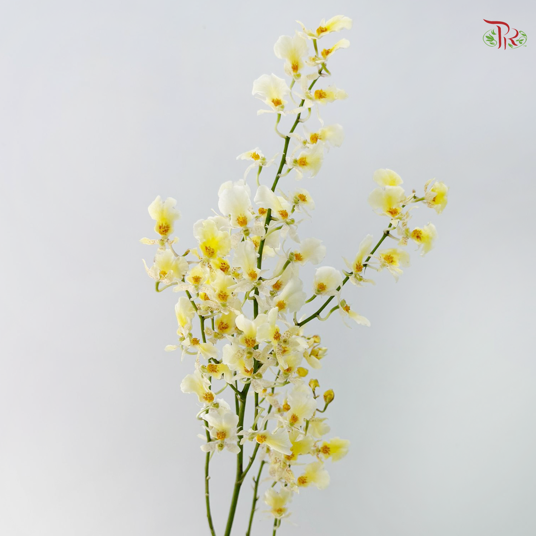 Orchid Oncidium Dancing Lady - White Snow 大文新白-夏雪 (Half Bunch)