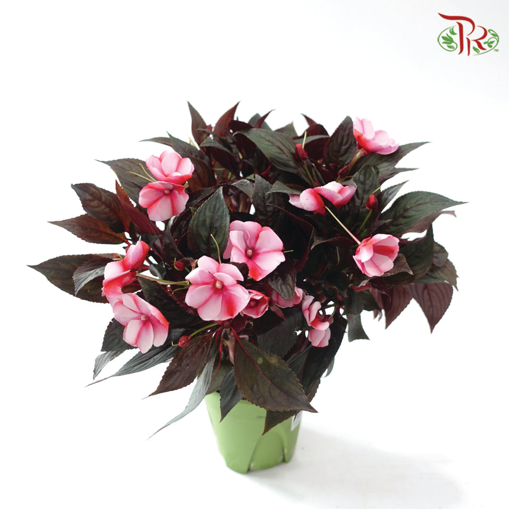 Impatiens P150凤仙花 F02 (Random Choose Colour)
