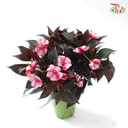 Impatiens P150凤仙花 F02 (Random Choose Colour)