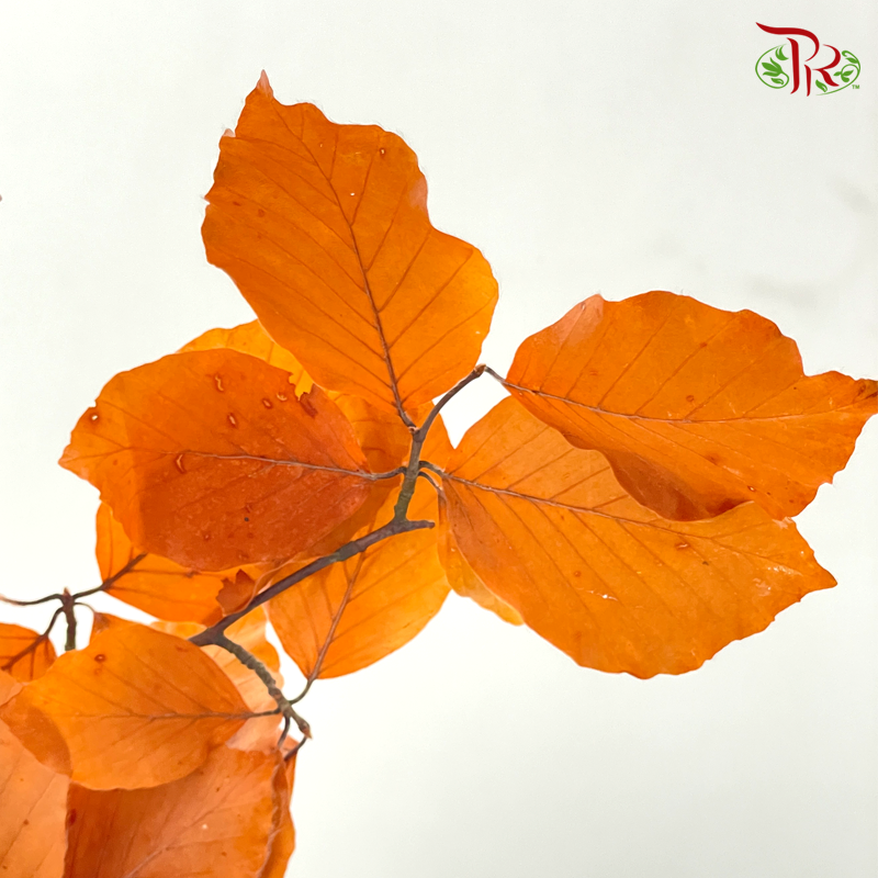 Dry Copperbeech Fagus - Orange (Per Bunch)