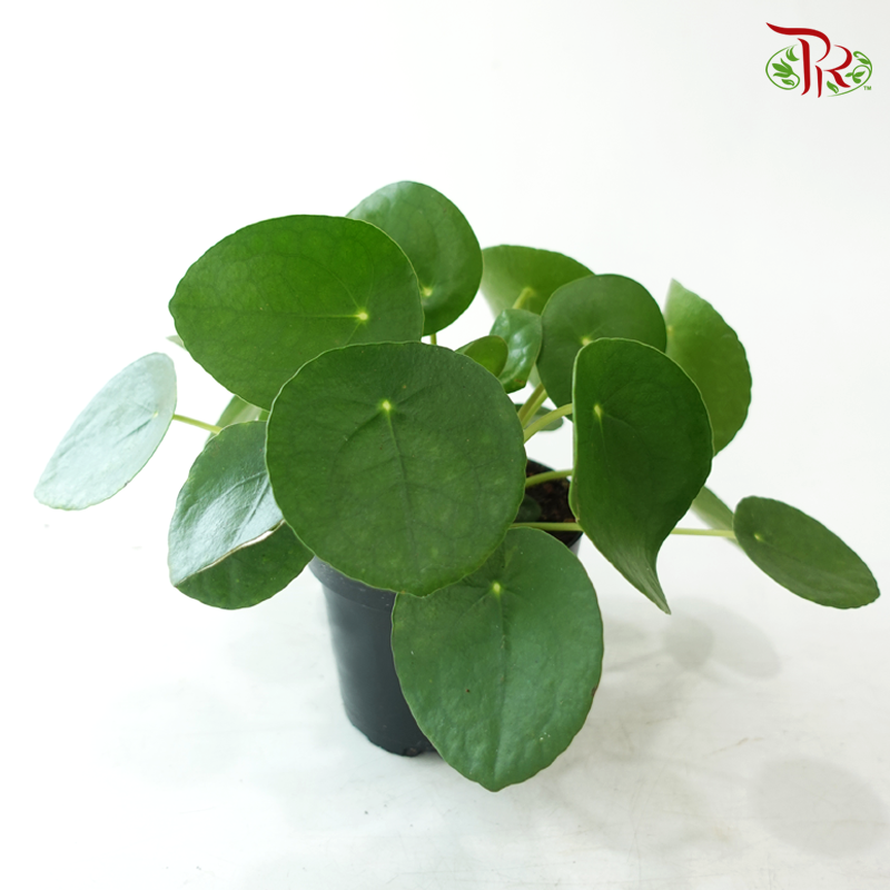 Pilea P120《镜面草》