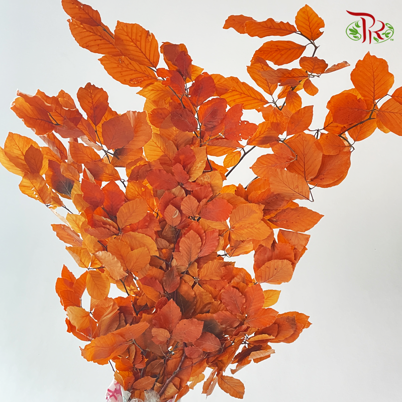 Dry Copperbeech Fagus - Orange (Per Bunch)