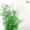 Preserved Asparagus Fern - Green (Per Bunch)