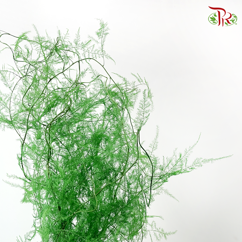 Preserved Asparagus Fern - Green (Per Bunch)