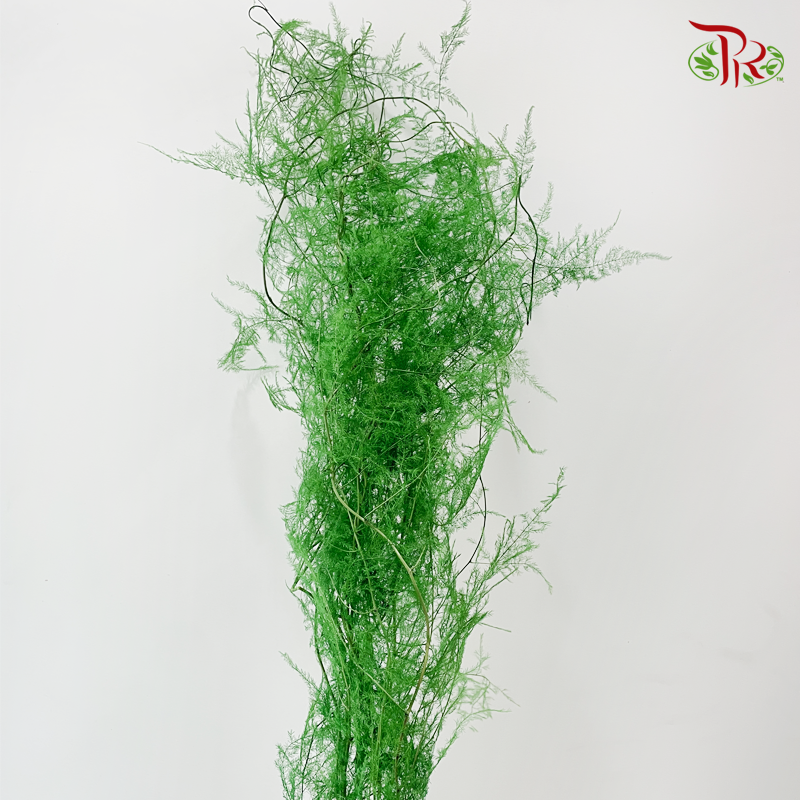 Preserved Asparagus Fern - Green (Per Bunch)