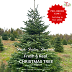 Fresh Christmas Tree