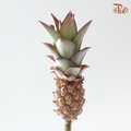 Anana Lucidus (5 Stems)