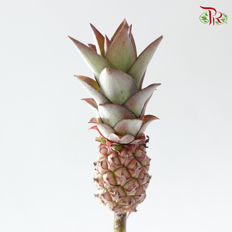 Anana Lucidus (5 Stems)