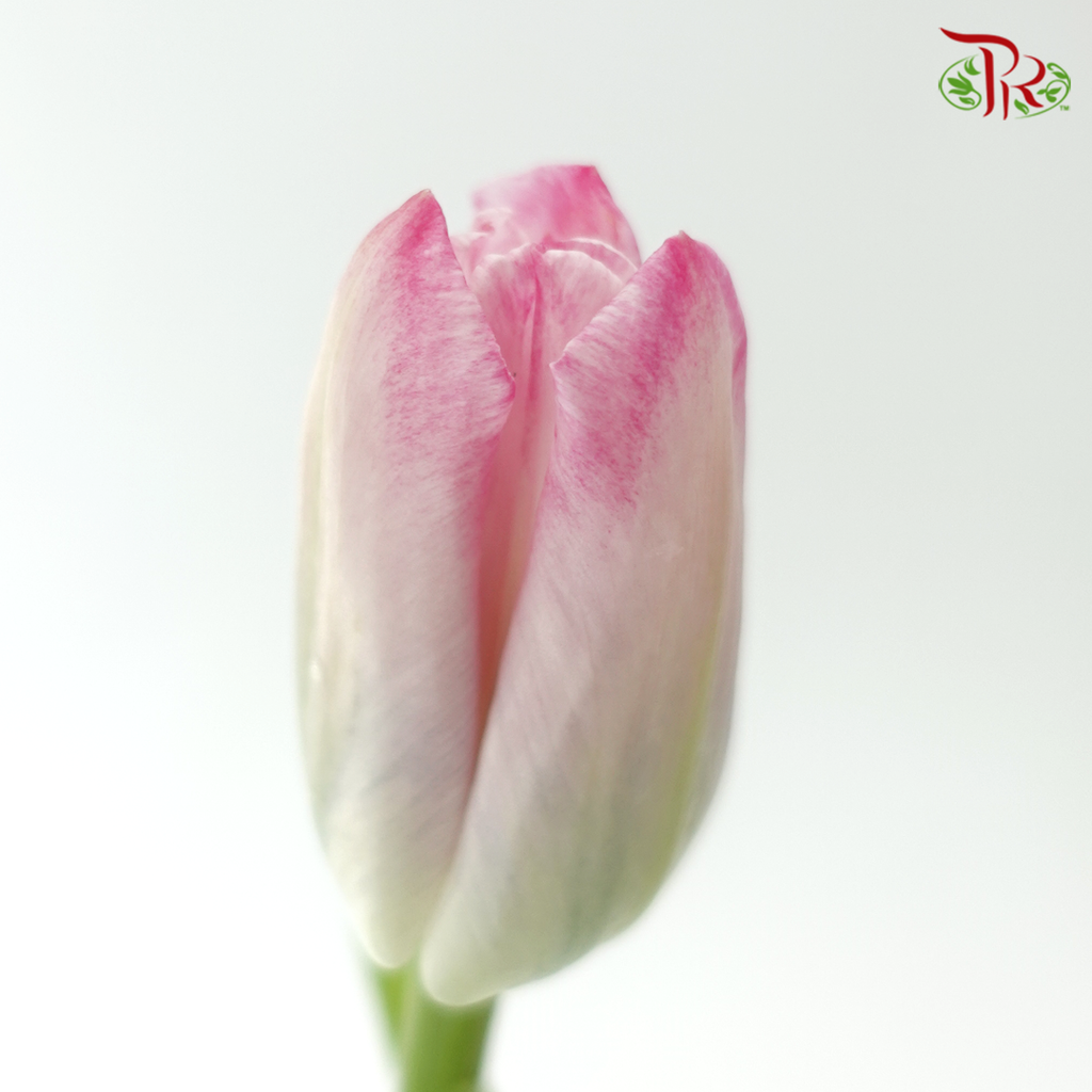 Tulip - Pink (9-10 Stems)