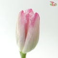 Tulip - Pink (9-10 Stems)