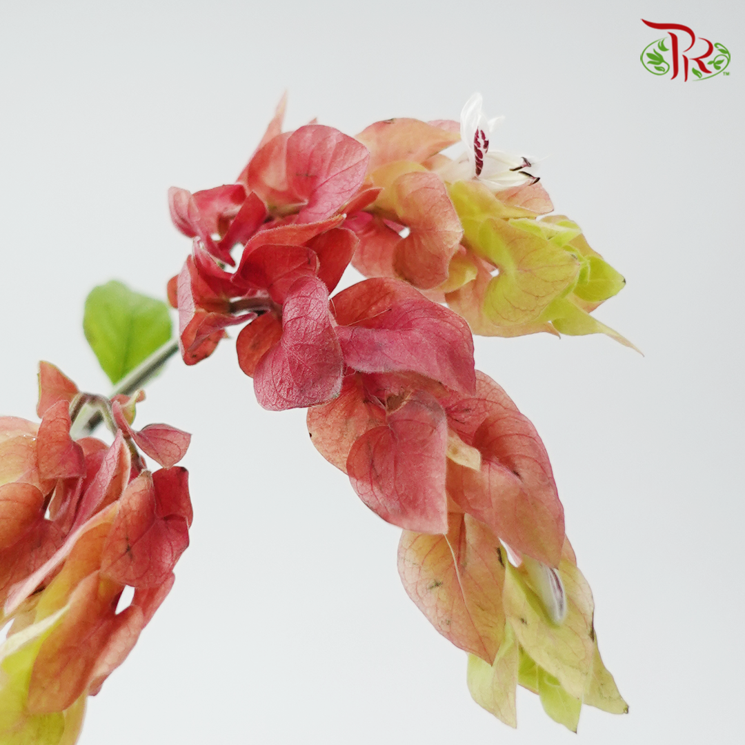 Justicia Brandegeeana Ceviche (10 stems)