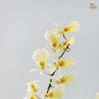 Orchid Oncidium Dancing Lady - White Snow 大文新白-夏雪 (Half Bunch)