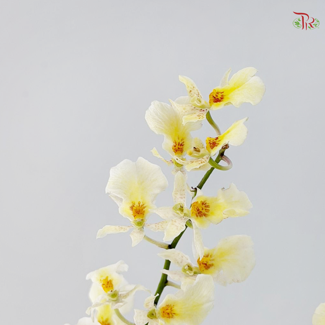 Orchid Oncidium Dancing Lady - White Snow 大文新白-夏雪 (Half Bunch)