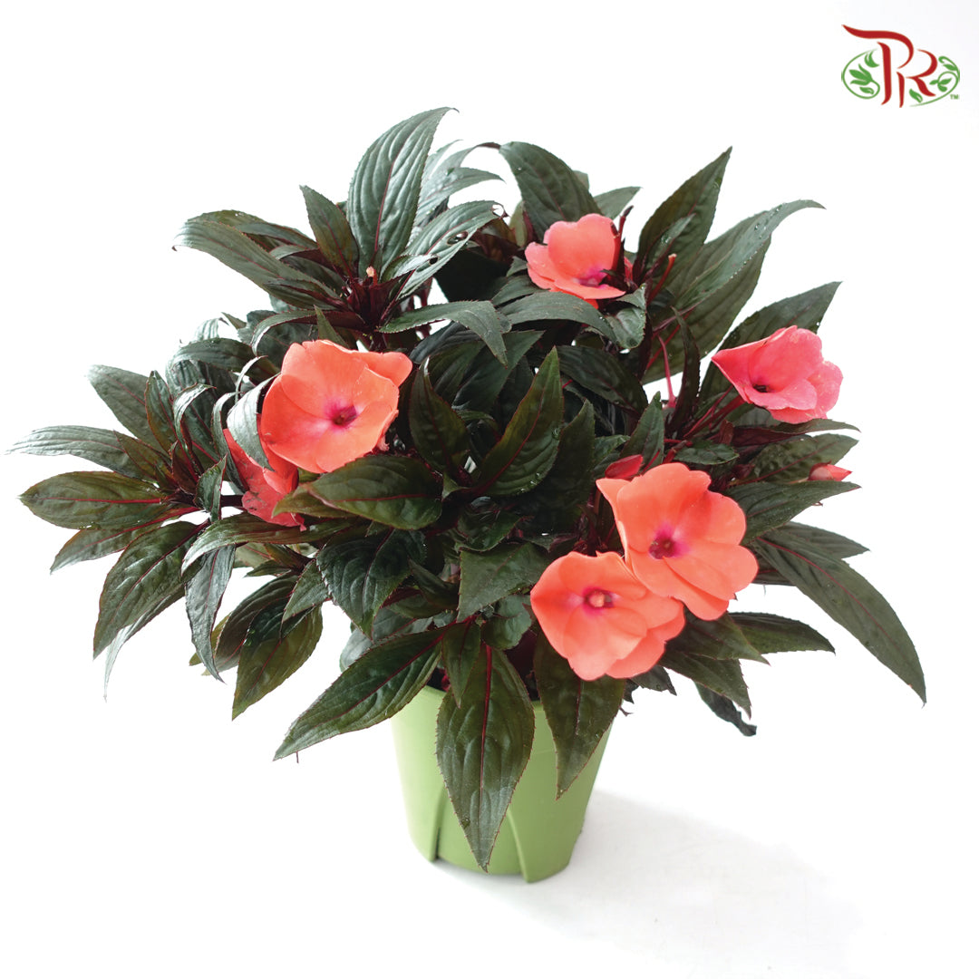 Impatiens P150凤仙花 F02 (Random Choose Colour)