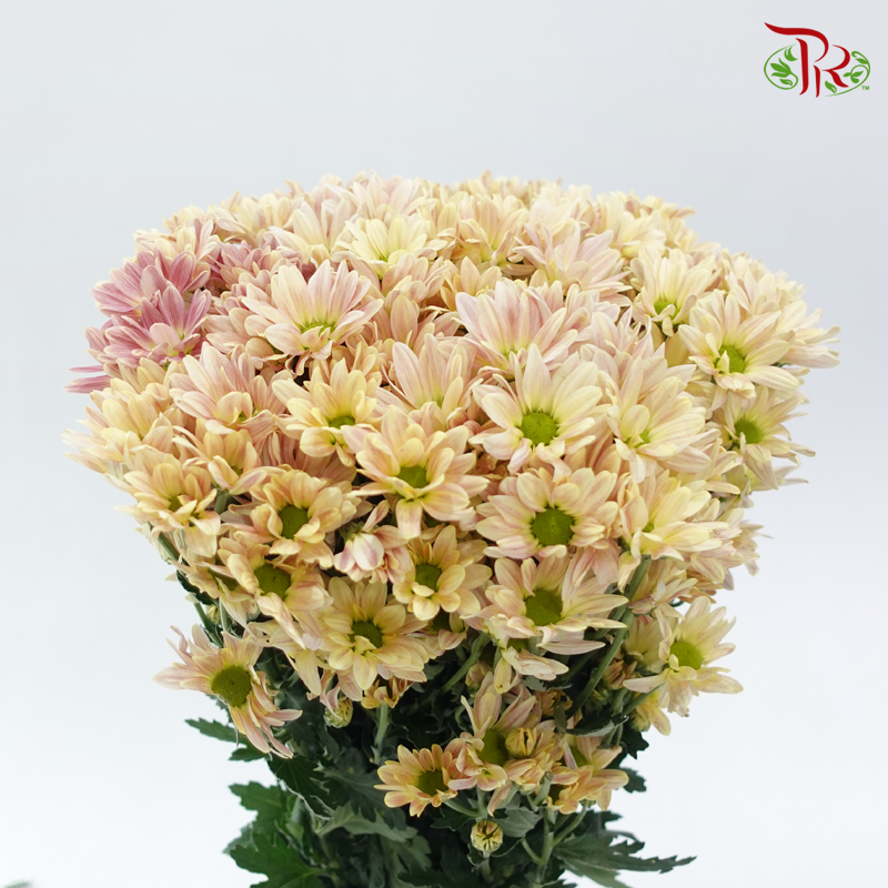 Chrysanthemum Pompom - Daisy Champagne (12 Stems)
