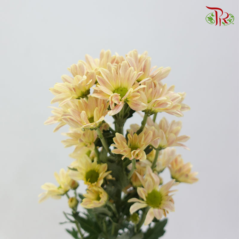 Chrysanthemum Pompom - Daisy Champagne (12 Stems)