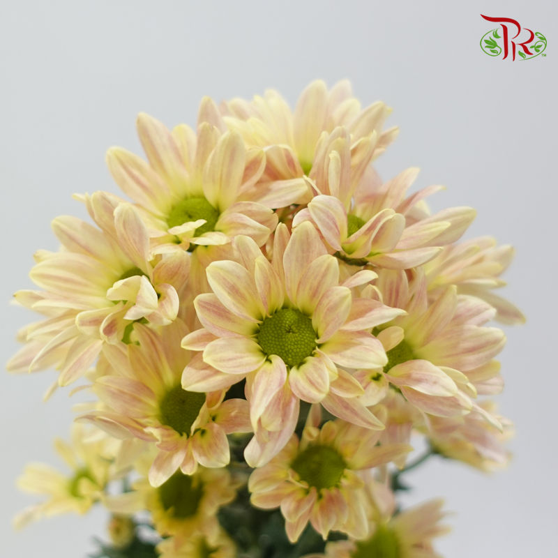 Chrysanthemum Pompom - Daisy Champagne (12 Stems)
