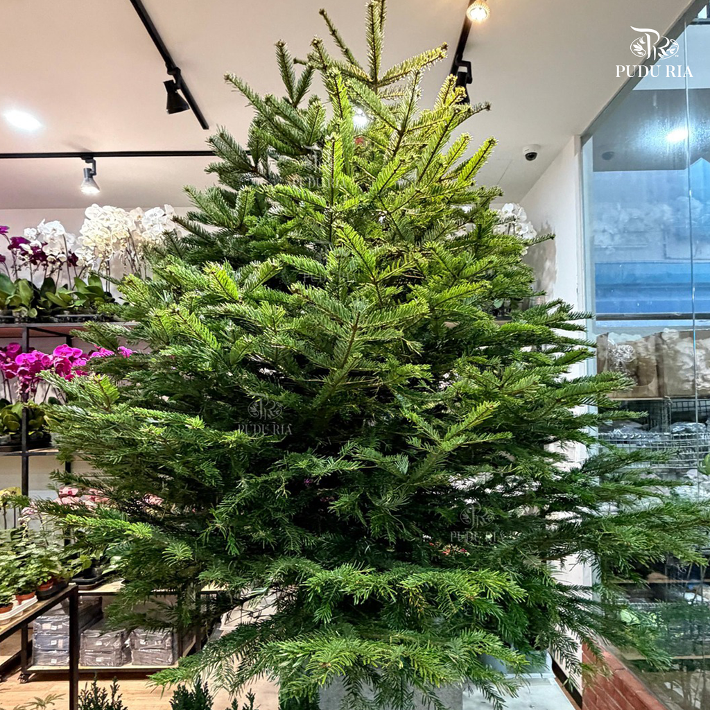 Fresh Christmas Tree