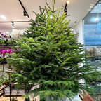 Fresh Christmas Tree