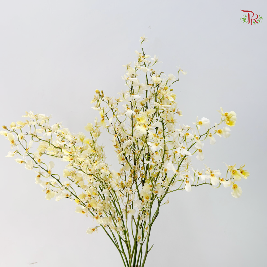 Orchid Oncidium Dancing Lady - White Snow 大文新白-夏雪 (Half Bunch)