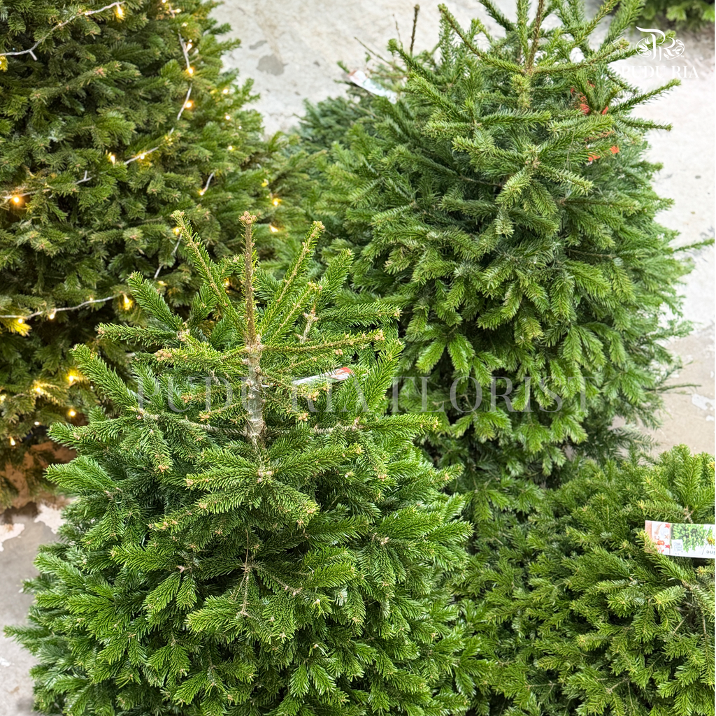 Fresh Christmas Tree