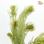 Golden Goose Flower - Green (Per Bunch)